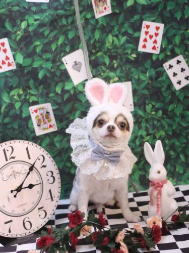 320250425トキくん